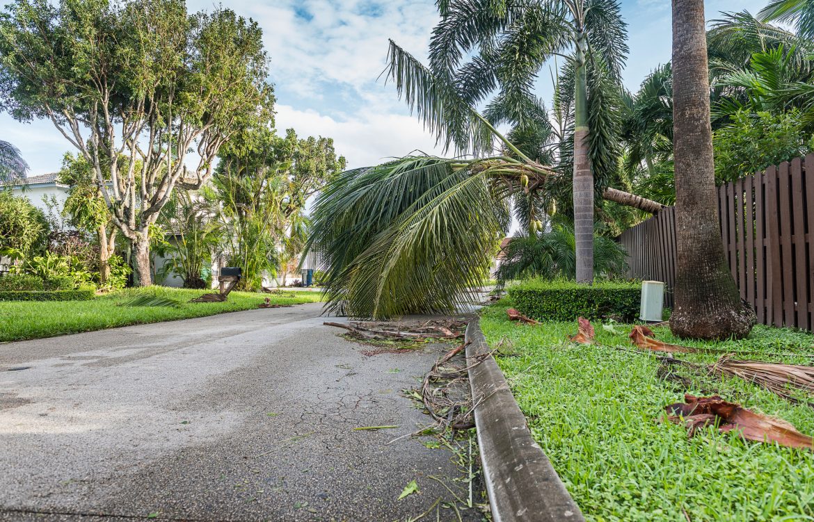 A street in Florida after a hurricane hit showing a downed palm tree.