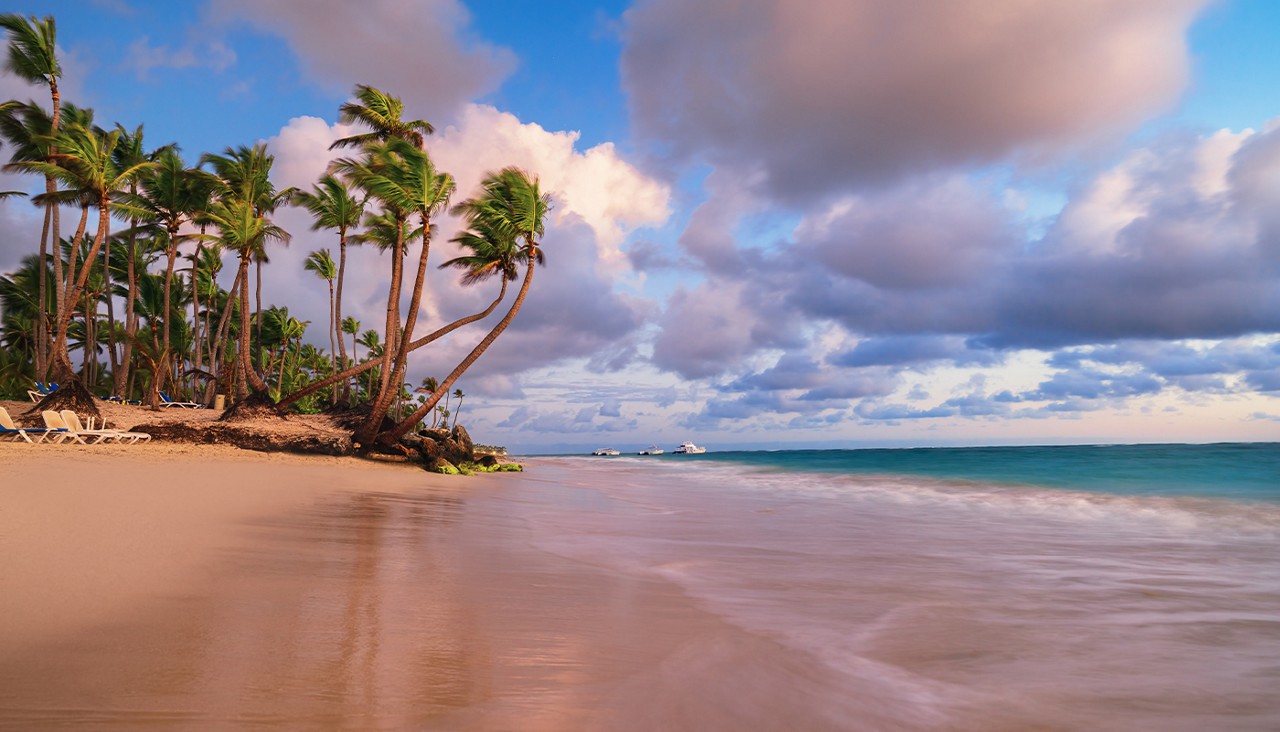 Palm trees grow tall over the beach.