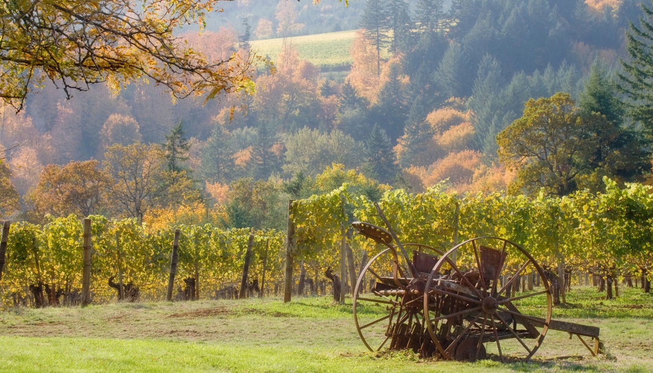 USA, Oregon, Willamette Valley. Vintage plow rusts next to Winery vineyards.