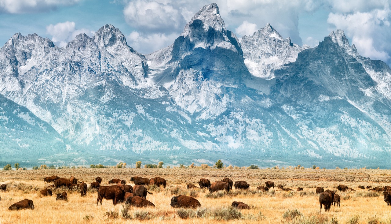 Open valley with bison grazing with beautiful mountains in the background.