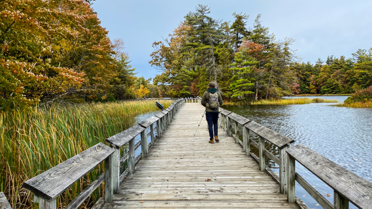 A man walks along a wooden boardwalk beside a calm body of water, surrounded by a stunning skyline of vibrant fall colors in the trees, reflecting the beauty of autumn.