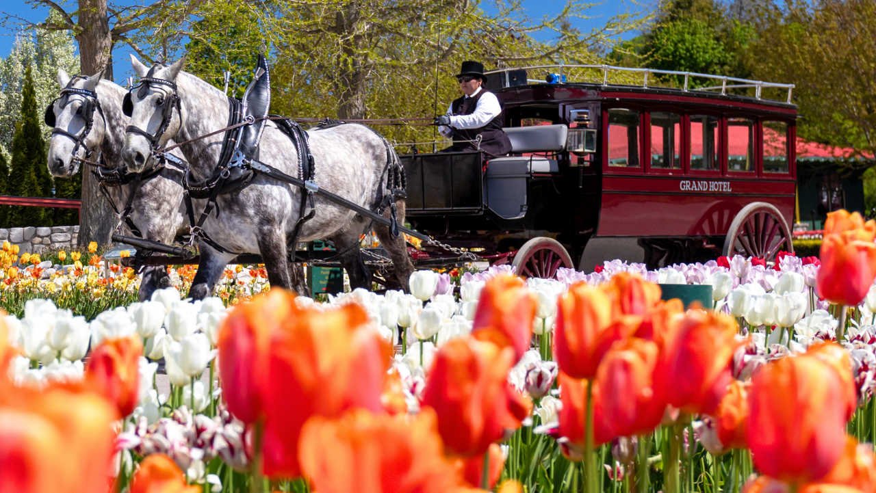 Horses pull an elegant carriage with bright flowers in the foreground on Mackinac Island.