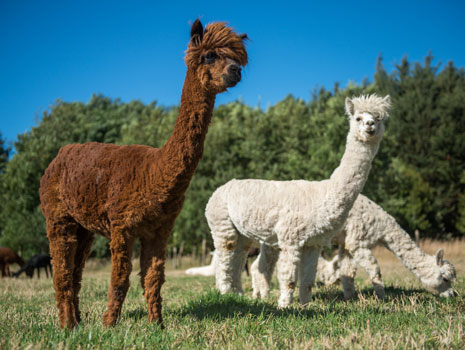 Wisconsin Alpaca & Fiber Fest -- Madison