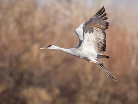 Great Midwest Crane Festival -- Baraboo