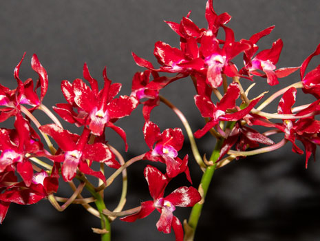 Redland International Orchid Festival -- Homestead