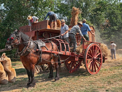 Harvest to Home Festival  -- Arthur