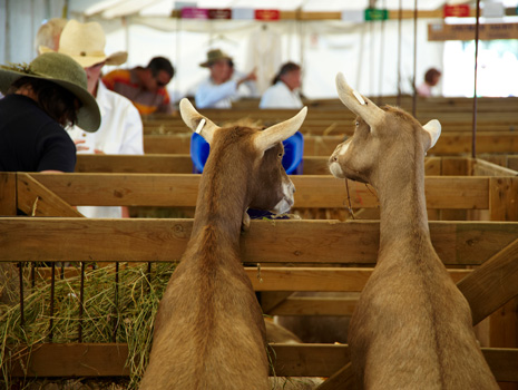 Chatham County Agricultural and Industrial Fair -- Pittsboro