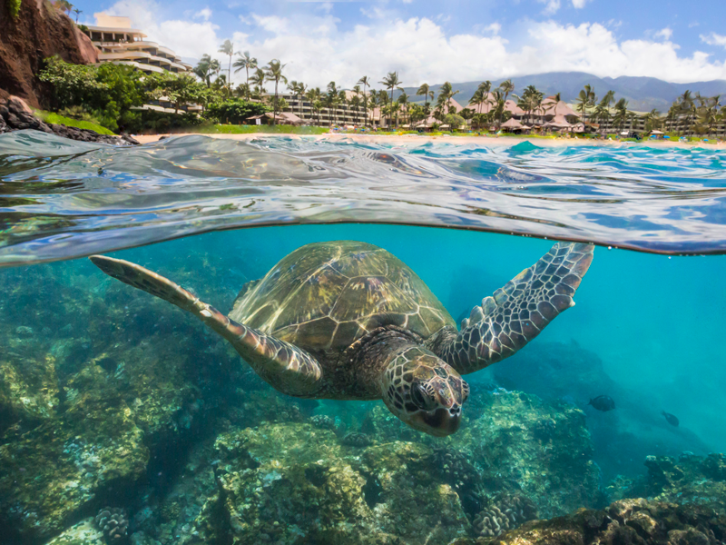 Exploring the Magic of the Hawaiian Islands